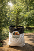 Sapin baumier en sac de plantation