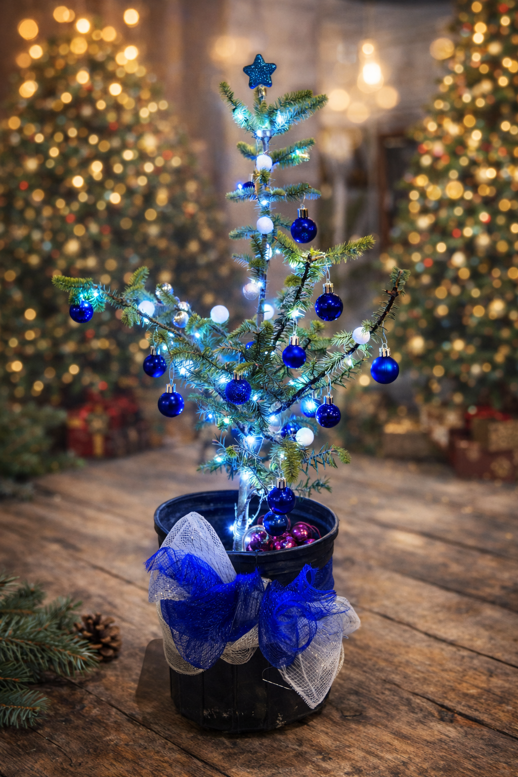 Sapin baumier en sac de plantation